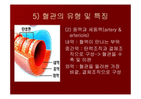 맥관계 혈관계의 구조와 생리-6