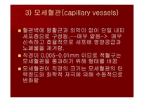 맥관계 혈관계의 구조와 생리-8