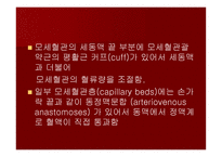 맥관계 혈관계의 구조와 생리-9