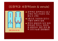 맥관계 혈관계의 구조와 생리-12