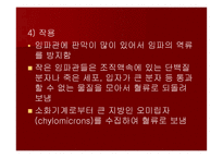 맥관계 혈관계의 구조와 생리-15