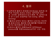 맥관계 혈관계의 구조와 생리-18