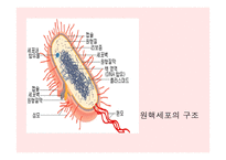 원핵세포와 진핵세포란 무엇인가-5