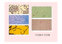 원핵세포와 진핵세포란 무엇인가-8