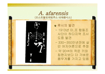 인류의 기원과 진화-11