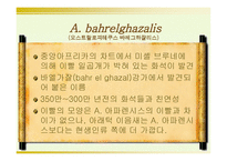 인류의 기원과 진화-15