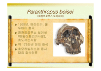 인류의 기원과 진화-19