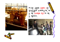 쇠고기와 환경 레포트-5