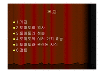 토마토와 건강 레포트-2