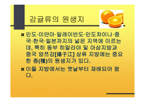 감귤의 특성과 효과-3