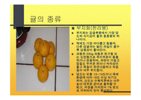 감귤의 특성과 효과-5