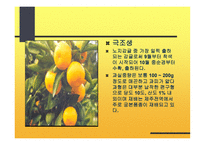 감귤의 특성과 효과-6