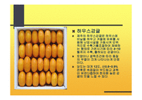 감귤의 특성과 효과-9