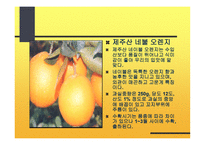 감귤의 특성과 효과-11