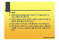 감귤의 특성과 효과-12