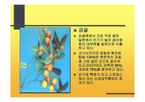 감귤의 특성과 효과-13