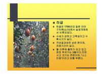 감귤의 특성과 효과-14