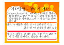 영아기 인지발달 - 지각발달 – 지각 측정방법 -11