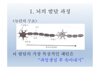 인간발달의 신경심리학적기초 - 발달심리학 -4