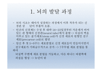 인간발달의 신경심리학적기초 - 발달심리학 -6