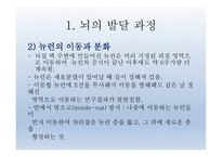 인간발달의 신경심리학적기초 - 발달심리학 -8