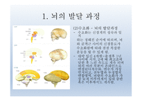 인간발달의 신경심리학적기초 - 발달심리학 -11