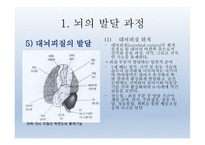 인간발달의 신경심리학적기초 - 발달심리학 -13
