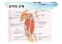 절단 환자와 의지의 관리 -5