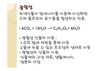 광합성 정의 - 장소, 영향을 미치는 조건, 호흡과 비교 -3