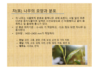 차와 함께 하는 건강한 삶 - 차의 종류와 끓이기 -4