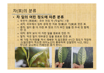 차와 함께 하는 건강한 삶 - 차의 종류와 끓이기 -6