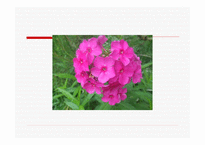 항존주의 개념, 발전과정 -4