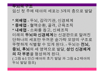 영유아 발달과 교육 세미나 - 태아기, 출생 및 두뇌 발달 -5