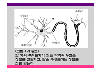 영유아 발달과 교육 세미나 - 태아기, 출생 및 두뇌 발달 -8