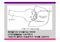 영유아 발달과 교육 세미나 - 태아기, 출생 및 두뇌 발달 -9