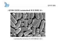 김치란 무엇인가, 김치의 제조공정, 김치의 발효, 김치의 효능 -14