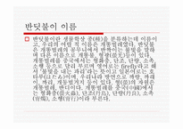 무주 반딧불 축제 소개 -4