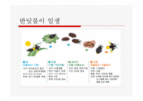 무주 반딧불 축제 소개 -6