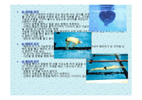 수   영(水泳)의 정의 및 기원 -12