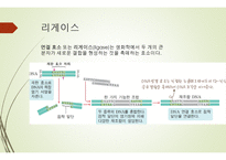 유전자 재조합 (유전분과) 개념, 방법, 이용, 장단점 -10