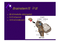 뇌줄기(뇌간, brainstem) 구성, 중간뇌의 속구조   -2