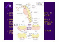 뇌줄기(뇌간, brainstem) 구성, 중간뇌의 속구조   -3