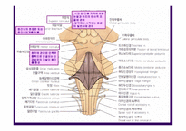 뇌줄기(뇌간, brainstem) 구성, 중간뇌의 속구조   -4