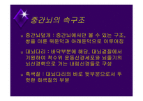 뇌줄기(뇌간, brainstem) 구성, 중간뇌의 속구조   -5