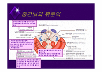 뇌줄기(뇌간, brainstem) 구성, 중간뇌의 속구조   -6