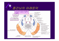 뇌줄기(뇌간, brainstem) 구성, 중간뇌의 속구조   -7
