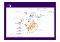 뇌줄기(뇌간, brainstem) 구성, 중간뇌의 속구조   -8