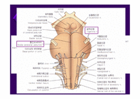 뇌줄기(뇌간, brainstem) 구성, 중간뇌의 속구조   -9