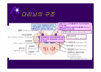 뇌줄기(뇌간, brainstem) 구성, 중간뇌의 속구조   -10