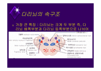 뇌줄기(뇌간, brainstem) 구성, 중간뇌의 속구조   -11
